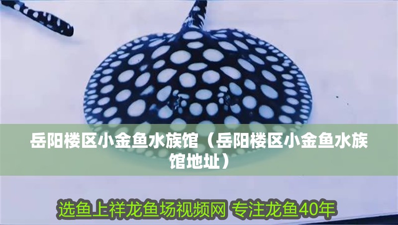 岳陽樓區小金魚水族館（岳陽樓區小金魚水族館地址）