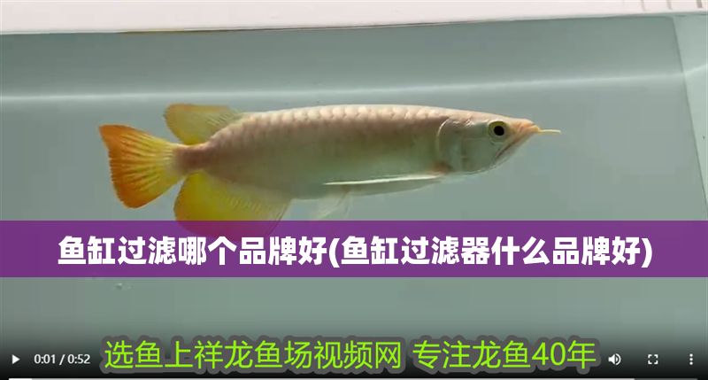 詳細(xì)閱讀:魚(yú)缸過(guò)濾哪個(gè)品牌好(魚(yú)缸過(guò)濾器什么品牌好) 魚(yú)缸過(guò)濾哪個(gè)品牌好(魚(yú)缸過(guò)濾器什么品牌好)
