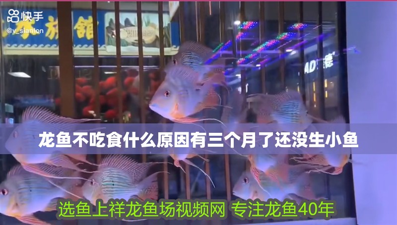 龍魚不吃食什么原因有三個月了還沒生小魚