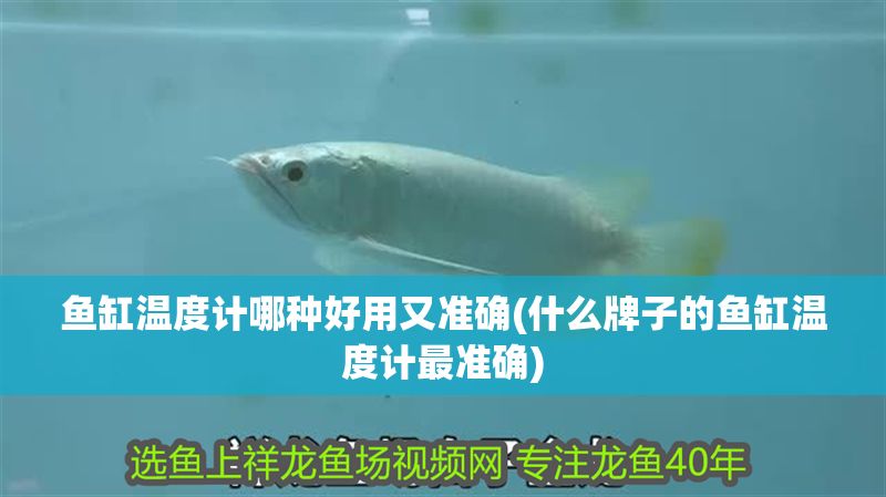 魚(yú)缸溫度計(jì)哪種好用又準(zhǔn)確(什么牌子的魚(yú)缸溫度計(jì)最準(zhǔn)確)