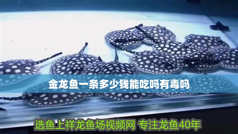 金龍魚一條多少錢能吃嗎有毒嗎