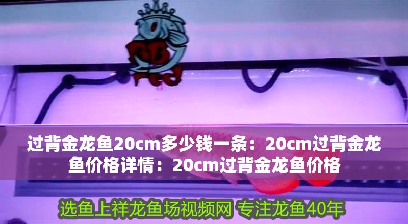 過背金龍魚20cm多少錢一條：20cm過背金龍魚價格詳情：20cm過背金龍魚價格