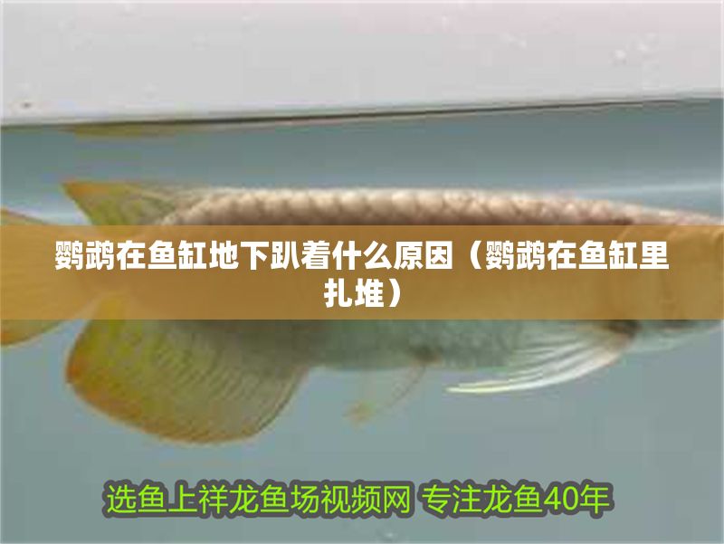 鸚鵡在魚缸地下趴著什么原因（鸚鵡在魚缸里扎堆）