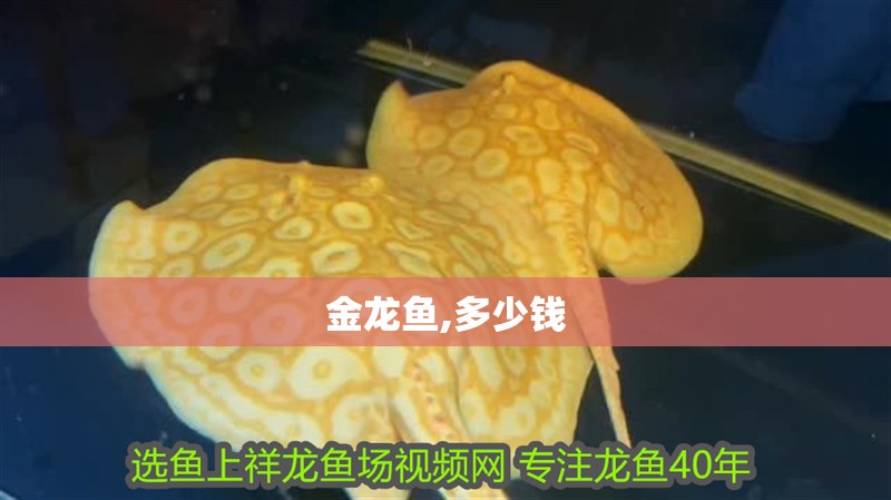 金龍魚,多少錢