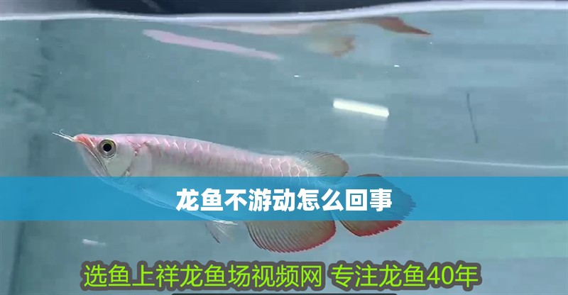 龍魚不游動怎么回事