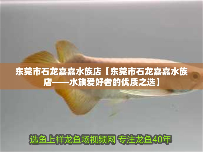 東莞市石龍嘉嘉水族店【東莞市石龍嘉嘉水族店——水族愛好者的優質之選】