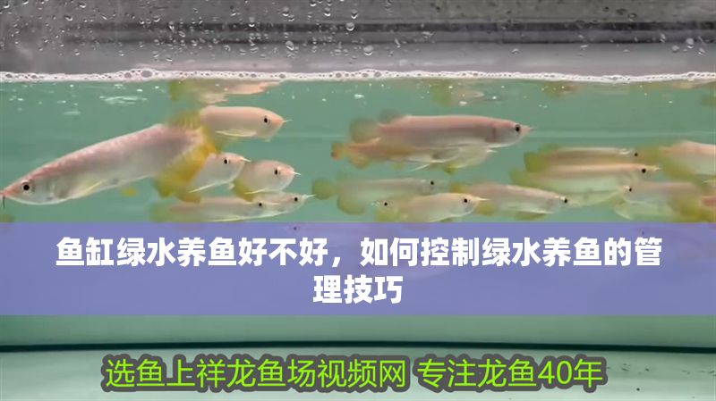 魚缸綠水養魚好不好，如何控制綠水養魚的管理技巧