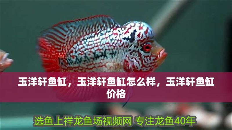 玉洋軒魚缸，玉洋軒魚缸怎么樣，玉洋軒魚缸價格