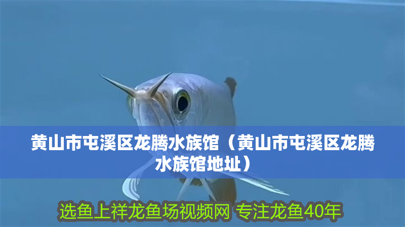 黃山市屯溪區(qū)龍騰水族館（黃山市屯溪區(qū)龍騰水族館地址）