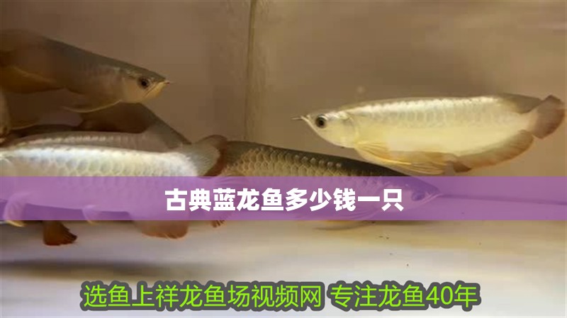 古典藍龍魚多少錢一只