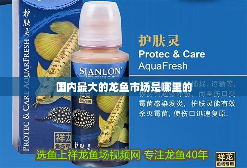 國內最大的龍魚市場是哪里的