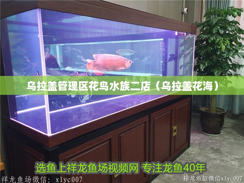 烏拉蓋管理區(qū)花鳥(niǎo)水族二店（烏拉蓋花海）