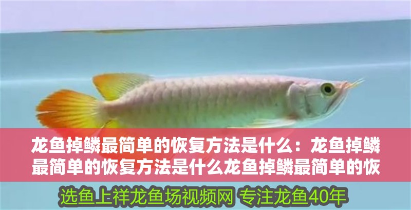 龍魚掉鱗最簡單的恢復(fù)方法是什么：龍魚掉鱗最簡單的恢復(fù)方法是什么龍魚掉鱗最簡單的恢復(fù)方法是什么