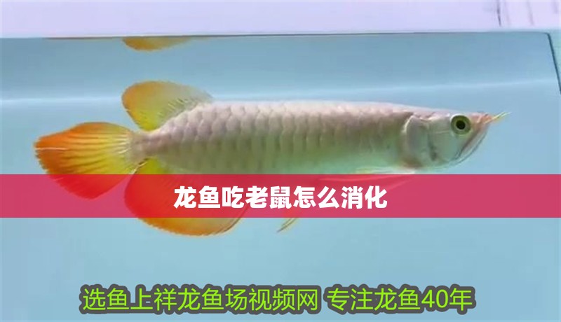 龍魚吃老鼠怎么消化