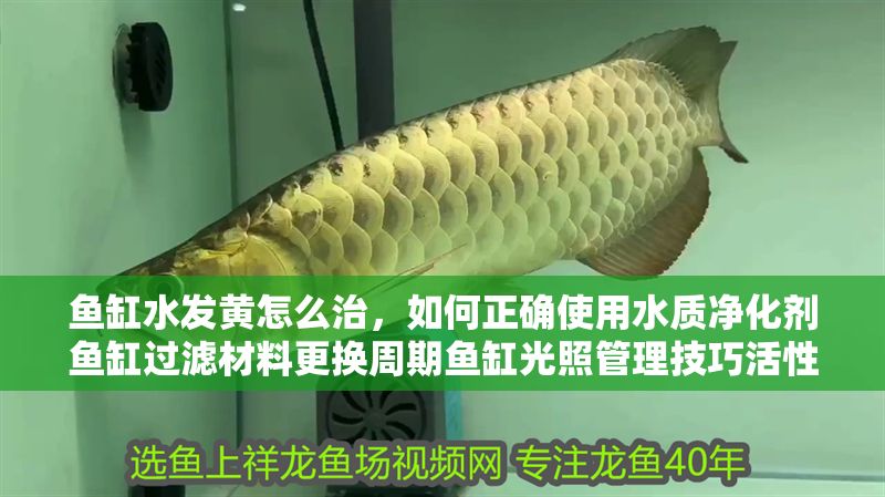 魚缸水發黃怎么治，如何正確使用水質凈化劑魚缸過濾材料更換周期魚缸光照管理技巧活性炭處理黃水效果