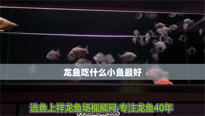 龍魚(yú)吃什么小魚(yú)最好