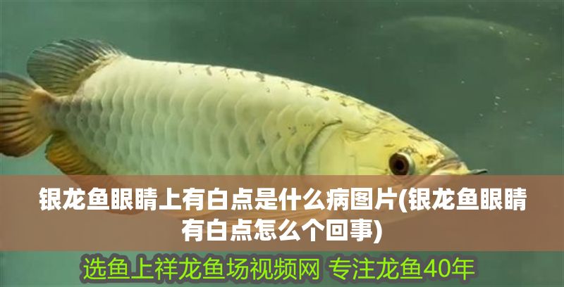 銀龍魚眼睛上有白點是什么病圖片(銀龍魚眼睛有白點怎么個回事)