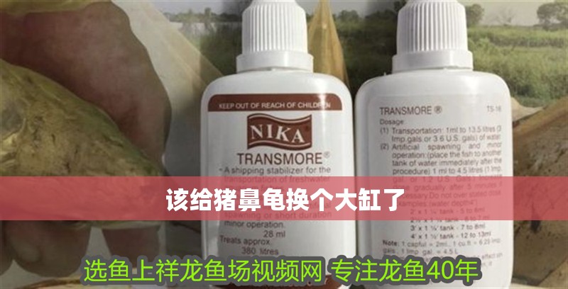 該給豬鼻龜換個大缸了