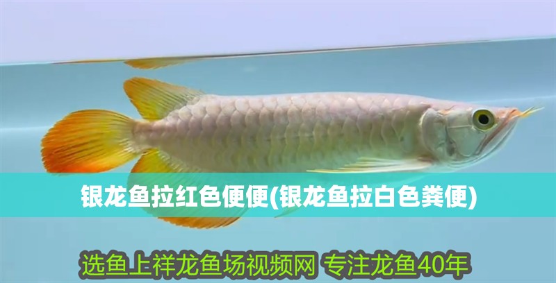 銀龍魚拉紅色便便(銀龍魚拉白色糞便) 銀龍魚拉紅色便便(銀龍魚拉白色糞便) 銀龍魚百科