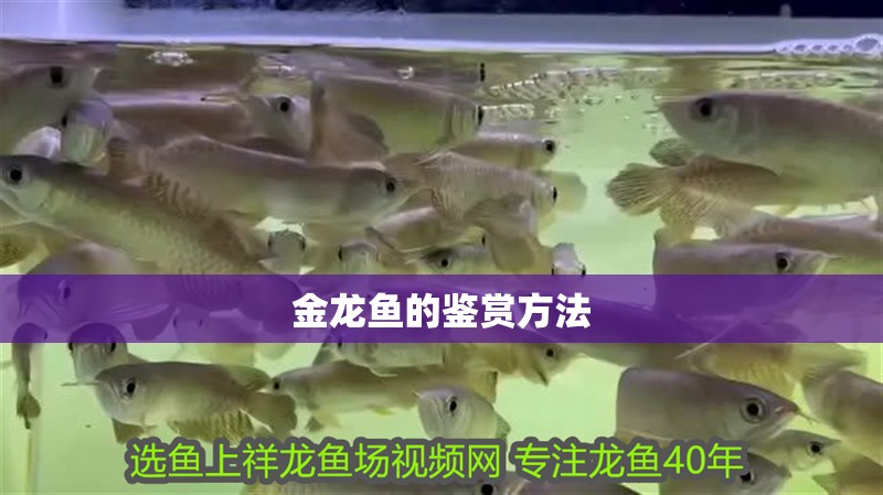 金龍魚的鑒賞方法