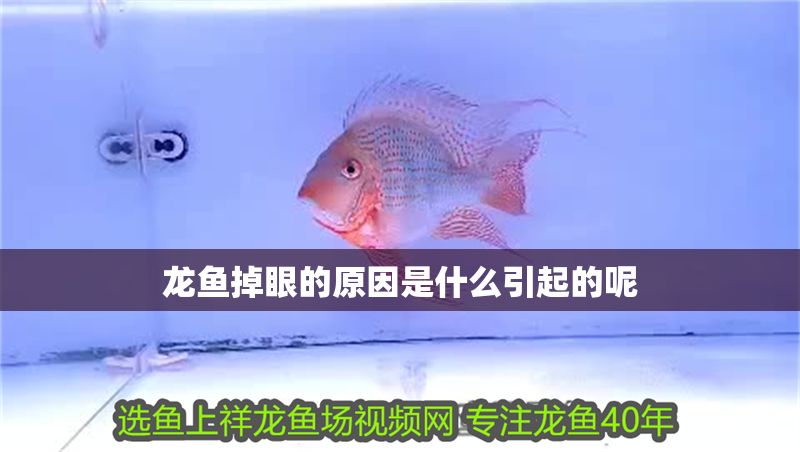 龍魚掉眼的原因是什么引起的呢