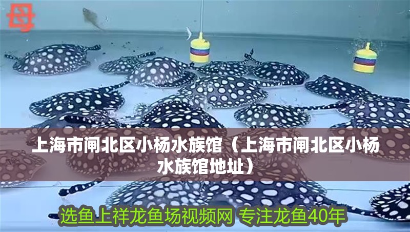 上海市閘北區小楊水族館（上海市閘北區小楊水族館地址） 上海市閘北區小楊水族館（上海市閘北區小楊水族館地址） 全國水族館企業名錄 第2張