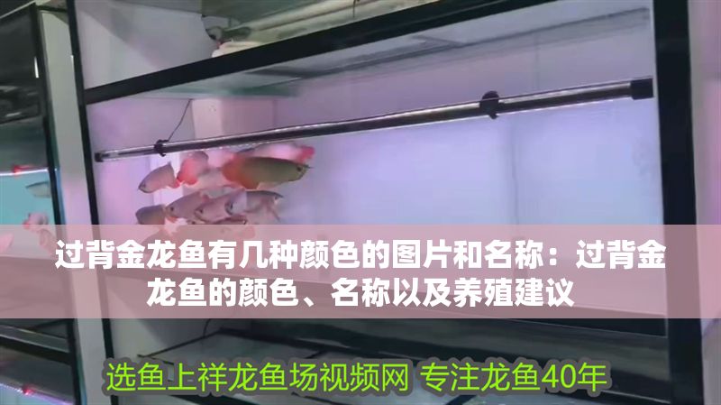 過背金龍魚有幾種顏色的圖片和名稱：過背金龍魚的顏色、名稱以及養(yǎng)殖建議
