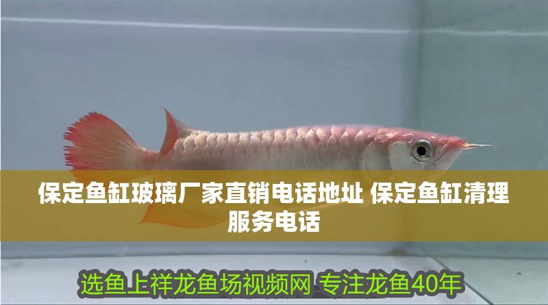保定魚缸玻璃廠家直銷電話地址 保定魚缸清理服務(wù)電話 保定魚缸玻璃廠家直銷電話地址 保定魚缸清理服務(wù)電話 豬鼻龜百科 第1張