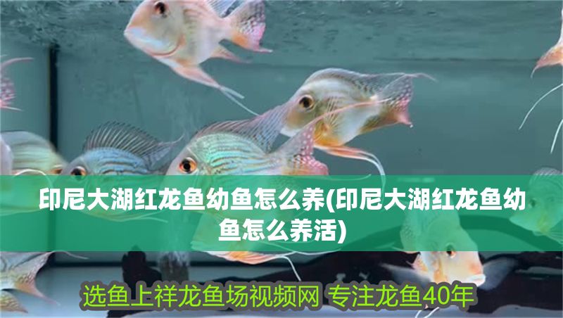 印尼大湖紅龍魚幼魚怎么養(印尼大湖紅龍魚幼魚怎么養活) 印尼大湖紅龍魚幼魚怎么養(印尼大湖紅龍魚幼魚怎么養活) 大湖紅龍魚百科 第1張