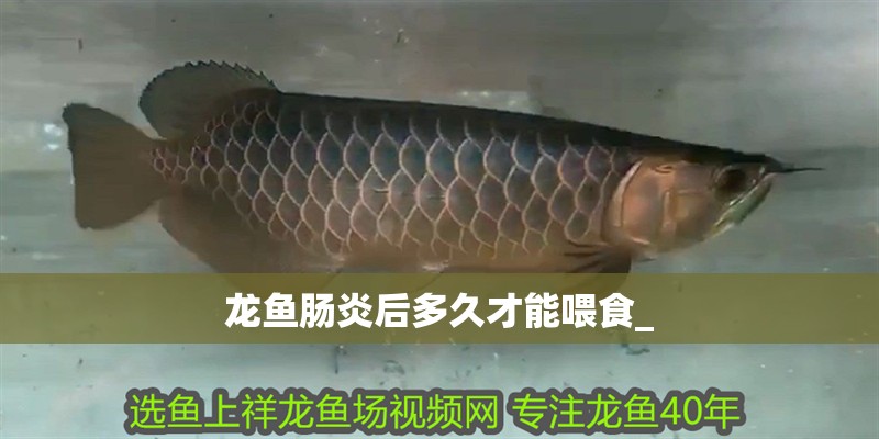 龍魚腸炎后多久才能喂食_