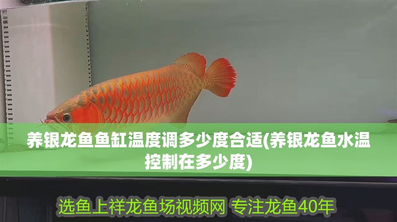 養銀龍魚魚缸溫度調多少度合適(養銀龍魚水溫控制在多少度)