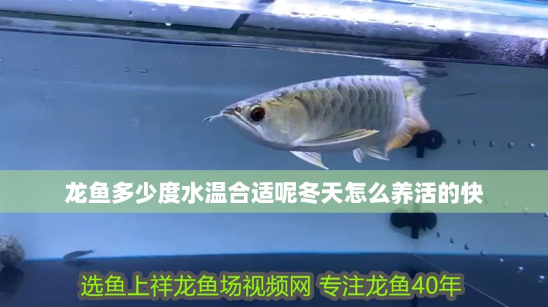 龍魚(yú)多少度水溫合適呢冬天怎么養(yǎng)活的快
