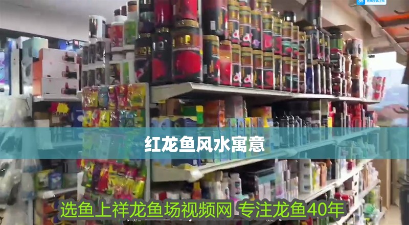 紅龍魚風(fēng)水寓意 紅龍魚風(fēng)水寓意 龍魚百科 第2張