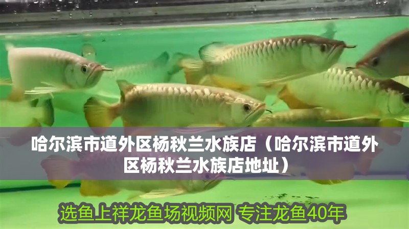 哈爾濱市道外區楊秋蘭水族店（哈爾濱市道外區楊秋蘭水族店地址） 哈爾濱市道外區楊秋蘭水族店（哈爾濱市道外區楊秋蘭水族店地址） 全國水族館企業名錄 第2張