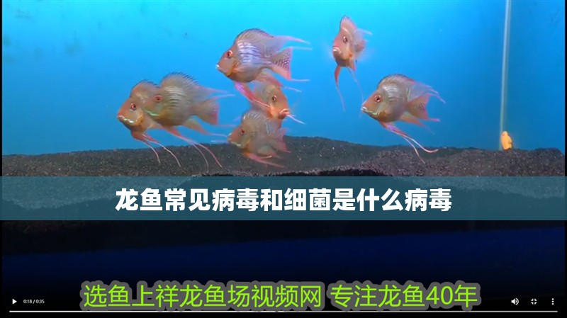 龍魚常見病毒和細(xì)菌是什么病毒