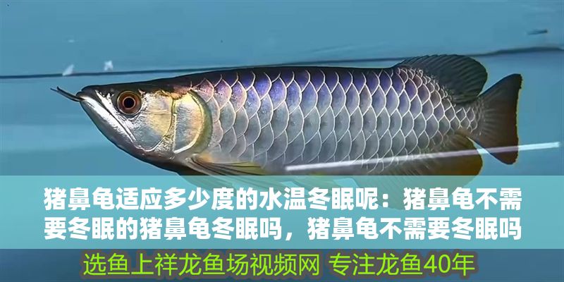 豬鼻龜適應多少度的水溫冬眠呢：豬鼻龜不需要冬眠的豬鼻龜冬眠嗎，豬鼻龜不需要冬眠嗎