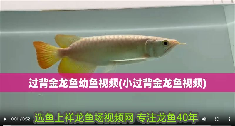 過(guò)背金龍魚幼魚視頻(小過(guò)背金龍魚視頻)