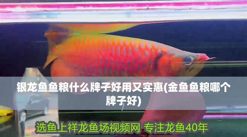 銀龍魚魚糧什么牌子好用又實惠(金魚魚糧哪個牌子好) 銀龍魚魚糧什么牌子好用又實惠(金魚魚糧哪個牌子好) 銀龍魚百科 第1張