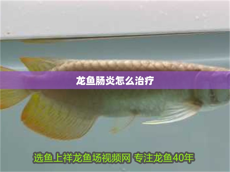 龍魚腸炎怎么治療