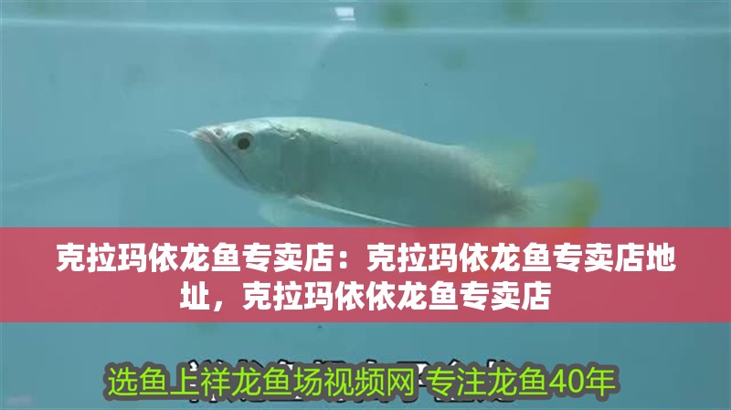 克拉瑪依龍魚專賣店：克拉瑪依龍魚專賣店地址，克拉瑪依依龍魚專賣店 克拉瑪依龍魚專賣店：克拉瑪依龍魚專賣店地址，克拉瑪依依龍魚專賣店 水族問答