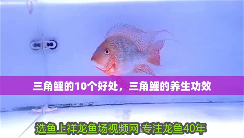 三角鯉的10個好處，三角鯉的養生功效