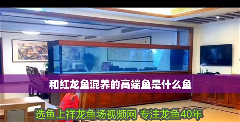 和紅龍魚混養的高端魚是什么魚