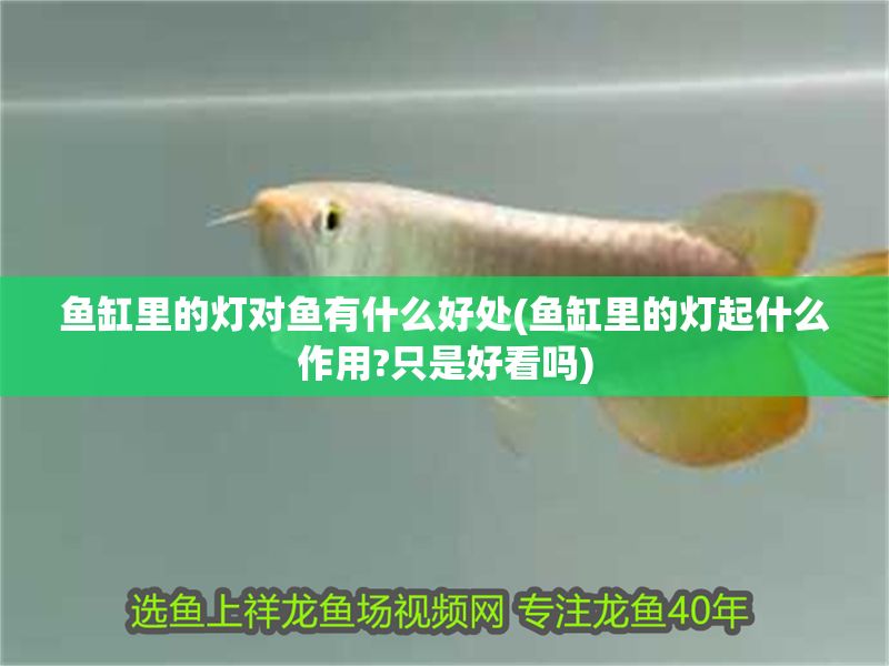 魚缸里的燈對(duì)魚有什么好處(魚缸里的燈起什么作用?只是好看嗎)
