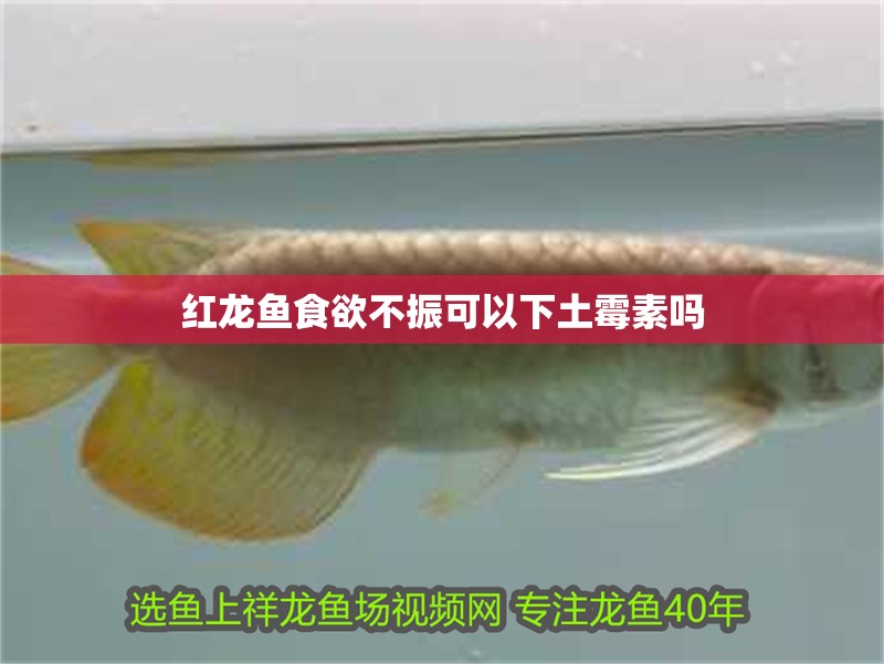 紅龍魚食欲不振可以下土霉素嗎