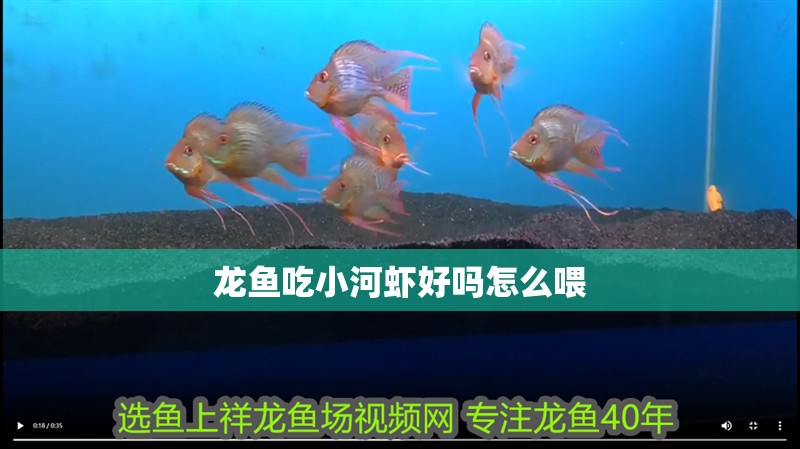龍魚吃小河蝦好嗎怎么喂
