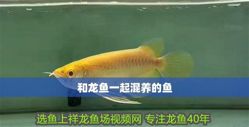 和龍魚一起混養(yǎng)的魚