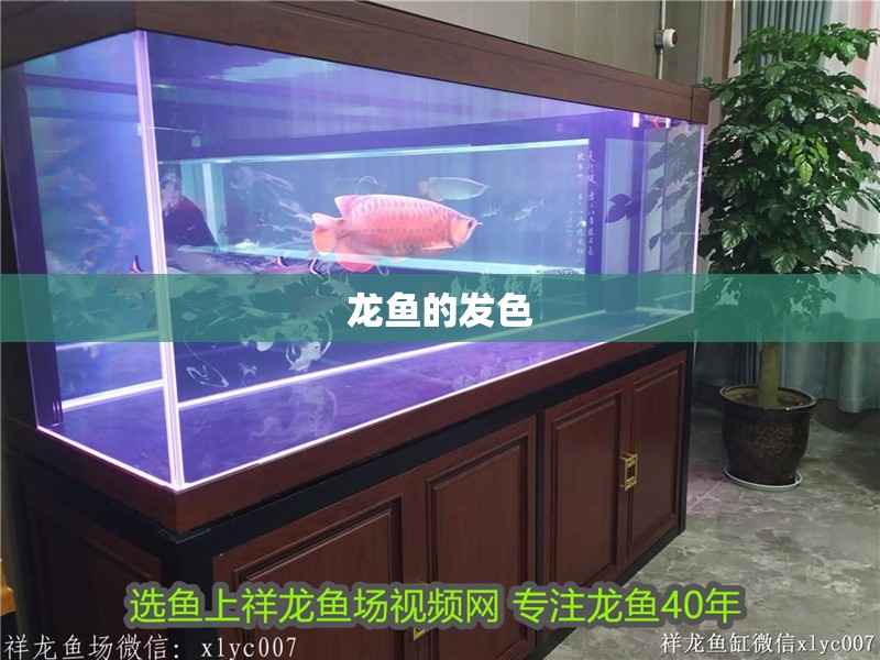 龍魚(yú)的發(fā)色