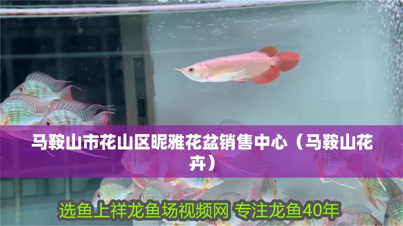 馬鞍山市花山區昵雅花盆銷售中心（馬鞍山花卉） 馬鞍山市花山區昵雅花盆銷售中心（馬鞍山花卉） 全國水族館企業名錄