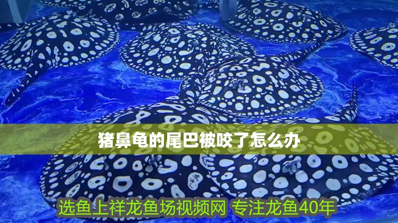 豬鼻龜的尾巴被咬了怎么辦 豬鼻龜的尾巴被咬了怎么辦 豬鼻龜百科