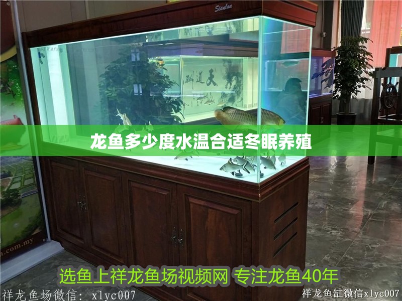龍魚多少度水溫合適冬眠養(yǎng)殖